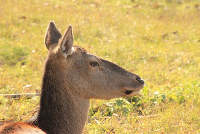 Close-up of an animal on land