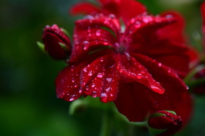 Close-up of wet red flowering plant
