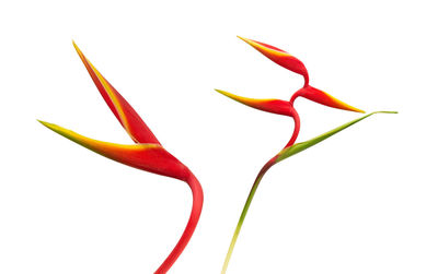 Close-up of red flowering plant against white background