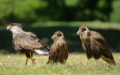 Flock of birds on field