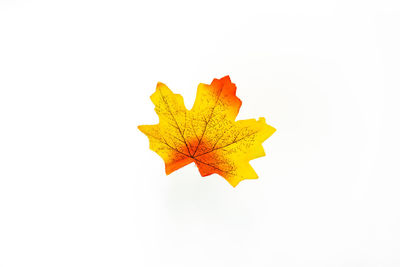 Close-up of yellow maple leaf on white background