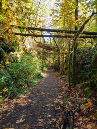 Footpath amidst trees in forest during autumn