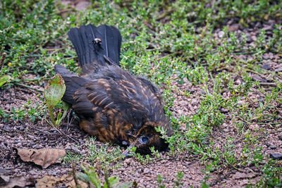 High angle view of bird on land