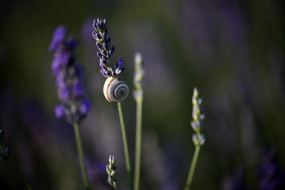 Close-up of snail on purple flowering plant