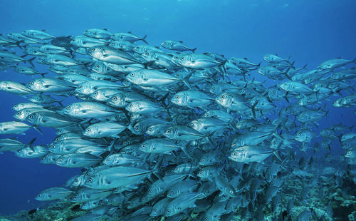 Fish swimming in sea