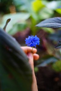 Close-up of hand holding purple flowering plant