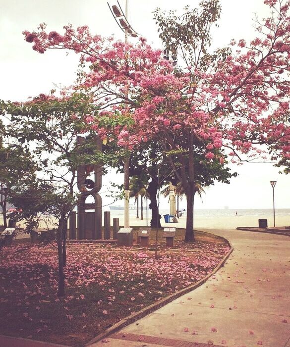 tree, nature, growth, beauty in nature, no people, branch, day, tranquility, flower, outdoors, scenics, autumn, pink color, leaf, architecture, fragility, sky, clear sky