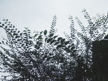 Low angle view of trees against sky
