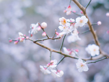 Close-up of cherry blossoms in spring