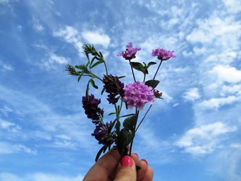 Close-up of hand holding pink flowering plant against sky