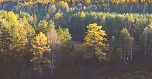 View of pine trees in forest