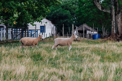 View of an animal on field