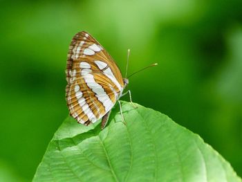 Close-up of butterfly on leaf