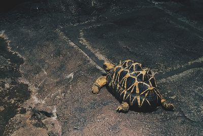 High angle view of tortoise on rock