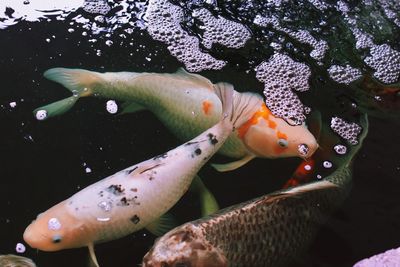 Close-up of fish in sea