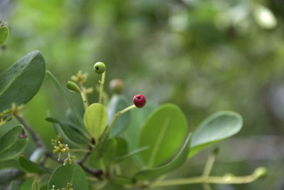 Close-up of berries on plant