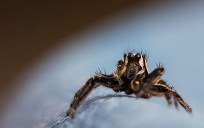 Close-up of spider