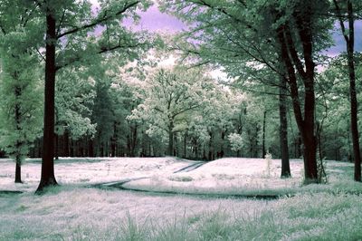 Scenic view of trees