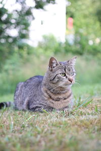 Close-up of cat