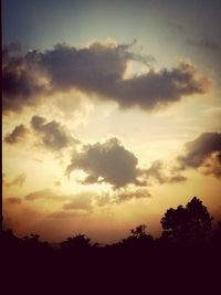 Silhouette of trees at sunset