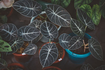 Black velvet plant