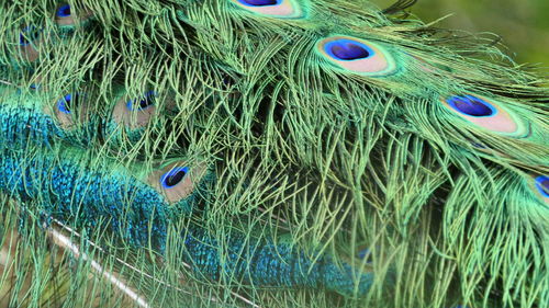 Close-up of peacock