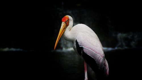 Close-up of a bird