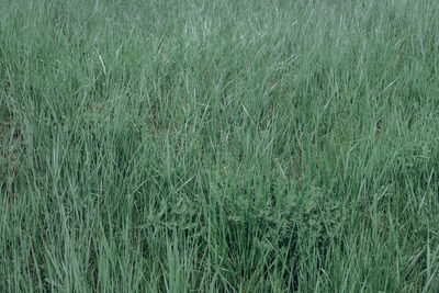 Full frame shot of crops on field