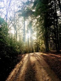 Dirt road amidst trees in forest