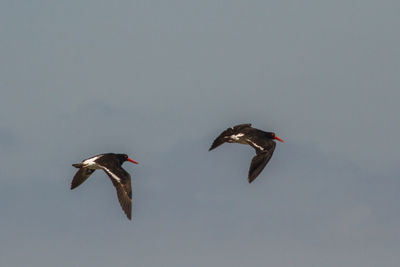 Low angle view of birds flying in sky