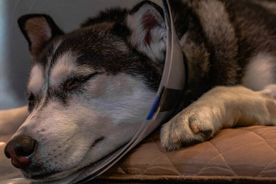 Close-up of dog sleeping