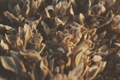 Full frame shot of leaves