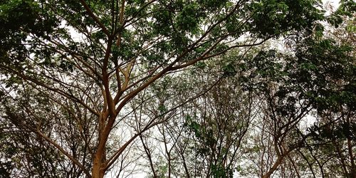 Low angle view of trees in forest