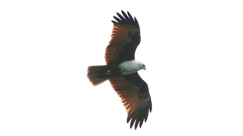 Close-up of bird flying against clear sky