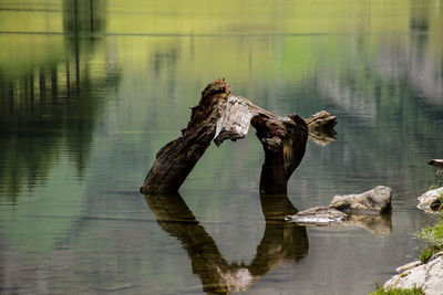 Driftwood in a lake