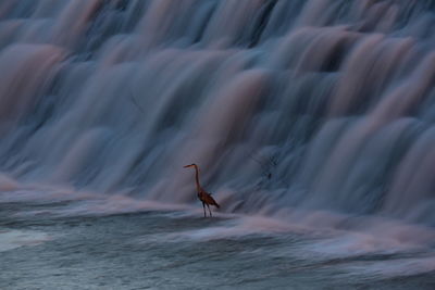 Blurred motion of bird flying over sea