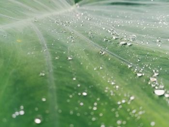 Close-up of water drops on leaf