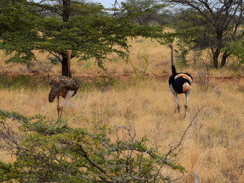 A male and a female ostrich at meru national park, kenya