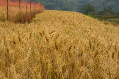 Scenic view of wheat field