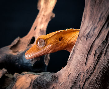 Close-up of lizard on tree trunk