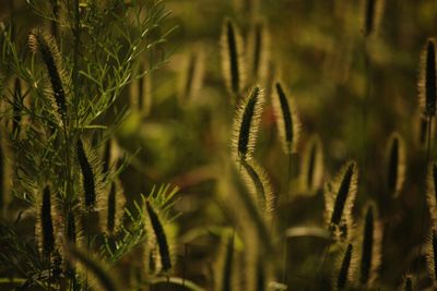 Close-up of stalks in field