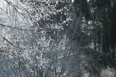 Low angle view of bare trees in forest during winter