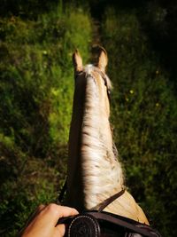 Close-up of man hand holding tree