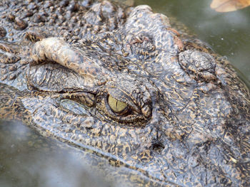 Close-up of crocodile in sea