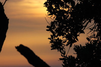 Low angle view of silhouette tree against sky during sunset