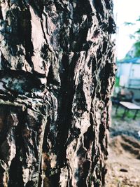 Close-up of tree trunk