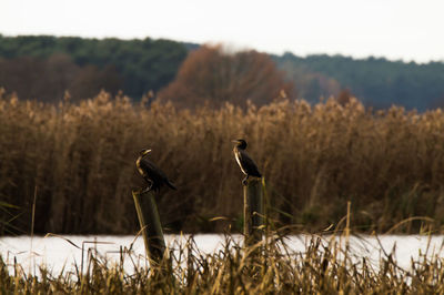 Cormorants perching on wooden posts at riverbank