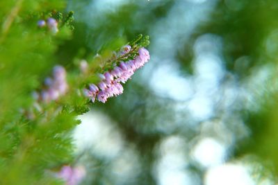 Close-up of pink flowering plant