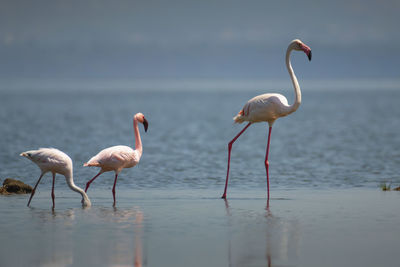 View of birds in sea