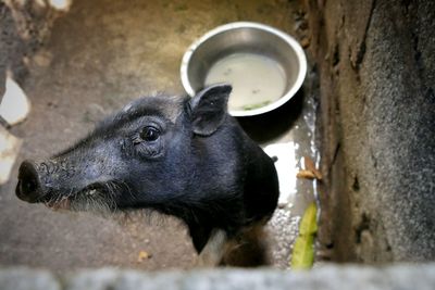 Close-up of pig